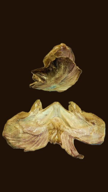 Caras de Bacalhau (0,7 a 1kg aprox.)
